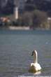 20060404_162214 Cigno e campanile Verceia.jpg